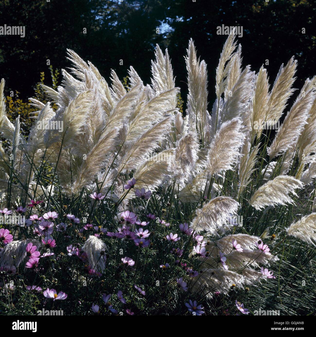 Cortaderia selloana - `Sunningdale Silver' AGM   GRA071742 Stock Photo